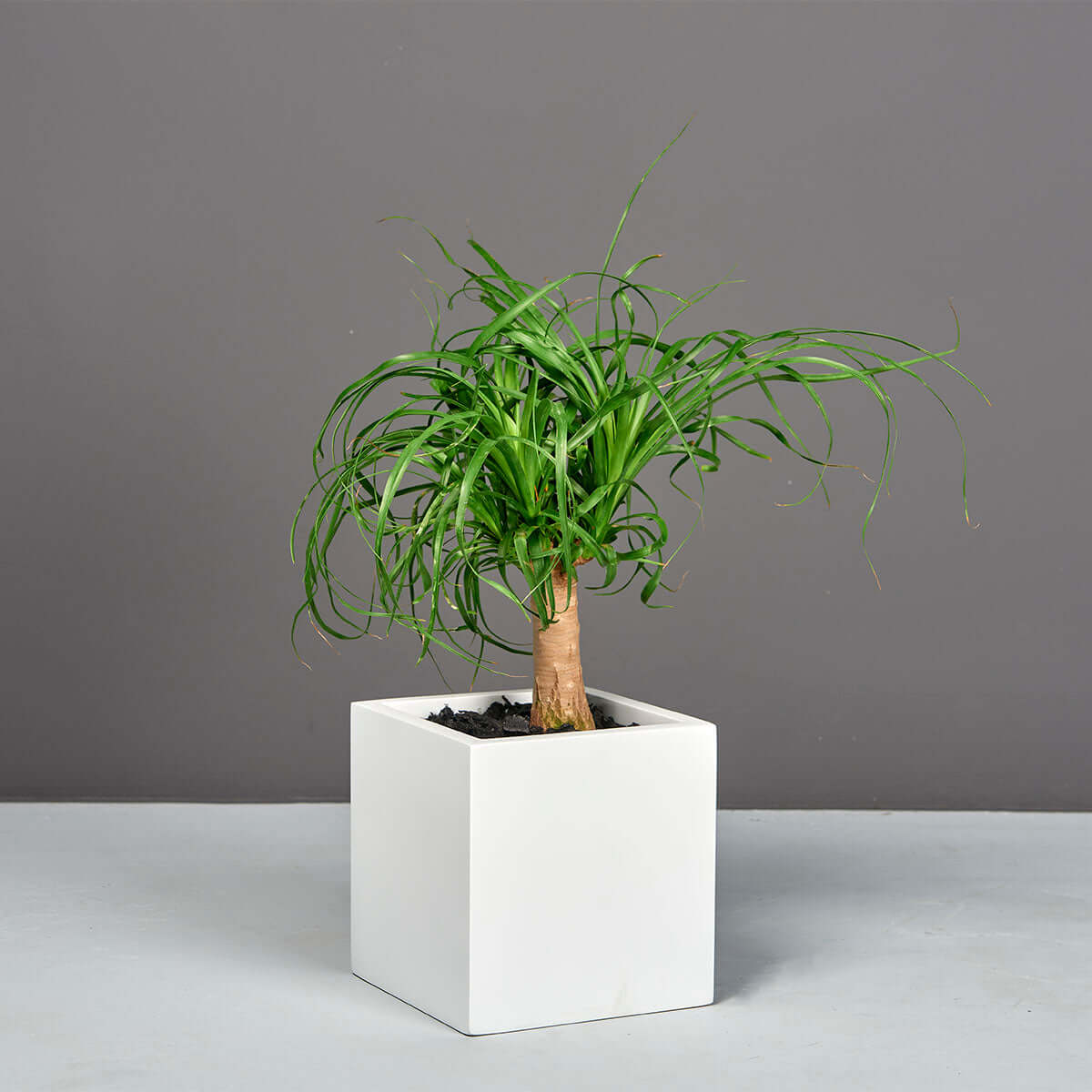 indoor plants table top Jay Scotts Tonto Table Top Fiberglass Planter Box