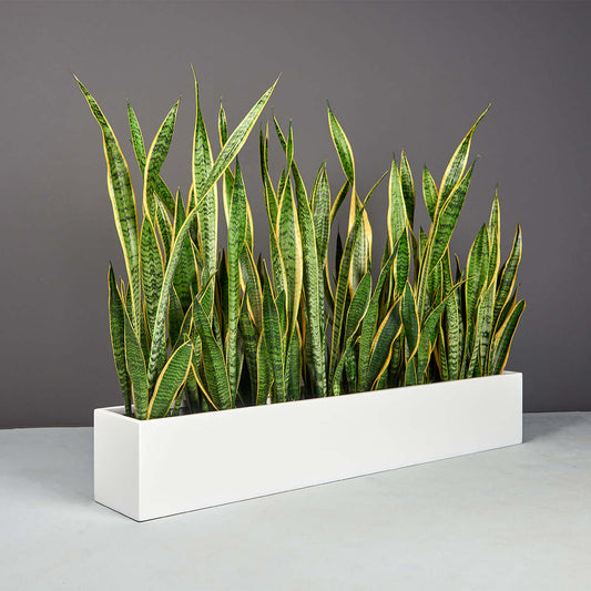 Jay Scotts Monaco Rectangle Tabletop Planter - 32"L × 7"W × 7"H - Color: MBW Matte Bright White - Yardify Commercial Spec