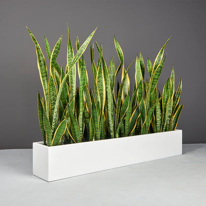 Jay Scotts Monaco Rectangle Tabletop Planter