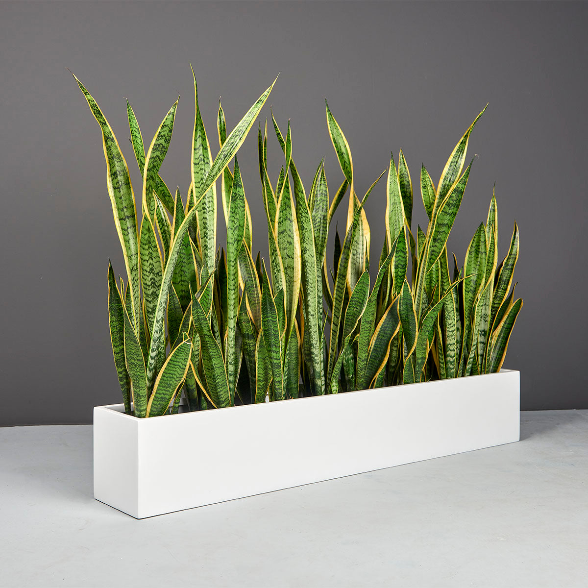 Jay Scotts Monaco Rectangle Tabletop Planter