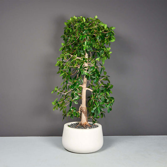 Jay Scotts Short Hayden Round Fiberglass Planter Box - Size 12"x12"x7"H