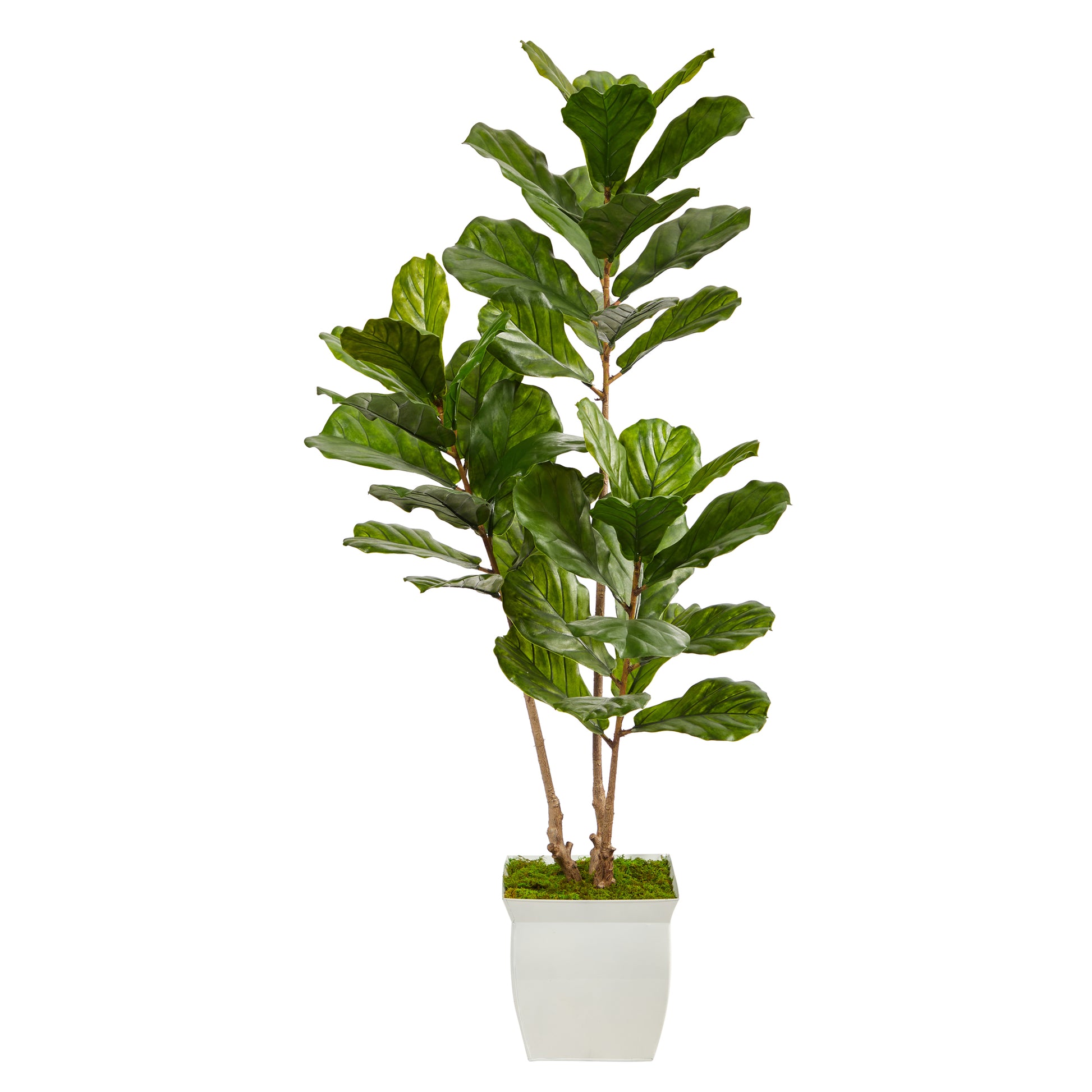 5.5’ Fiddle Leaf Artificial Tree In White Metal Planter UV Resistant (Indoor/Outdoor)